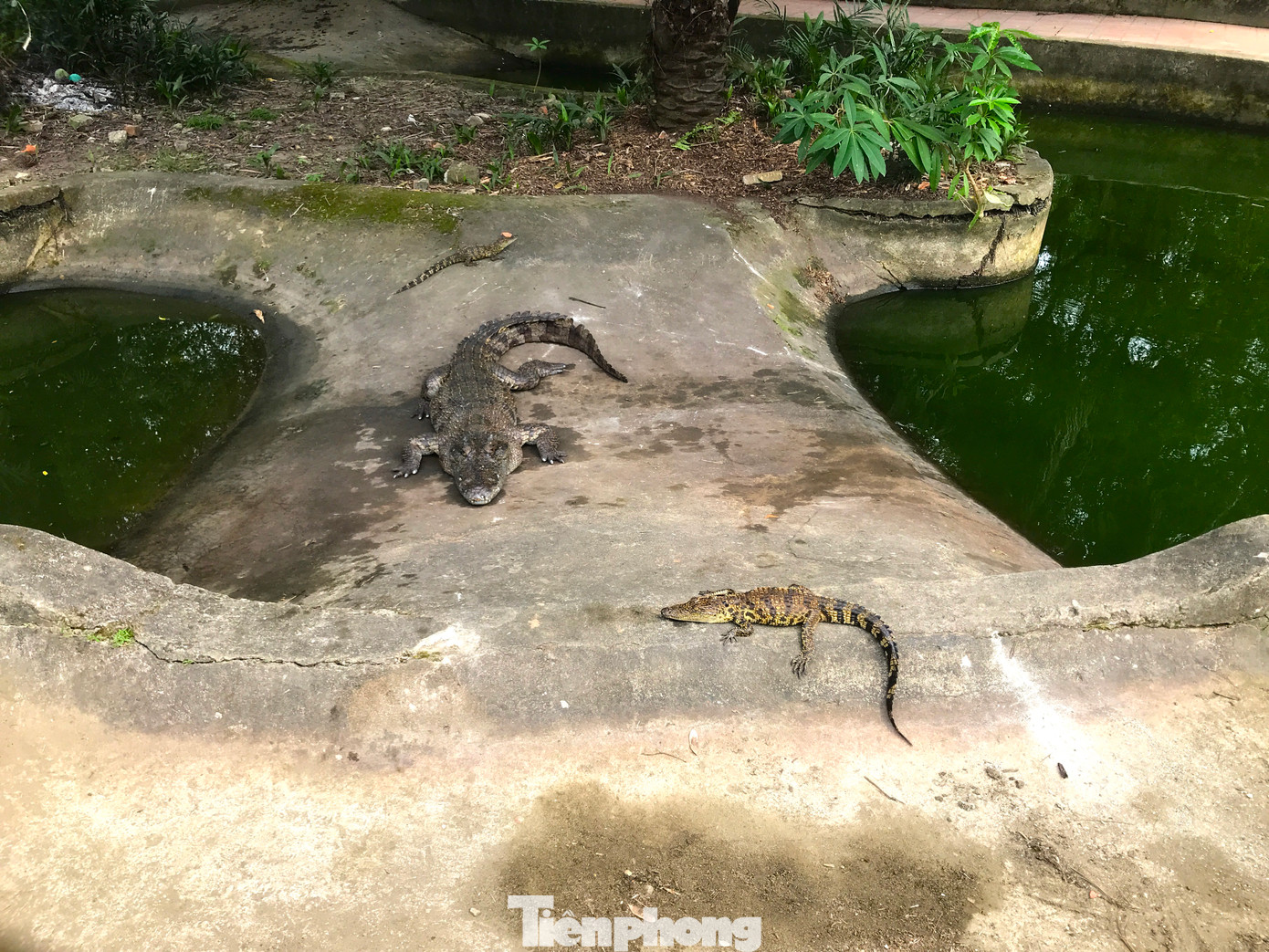 Nhiều năm trước, Công viên trung tâm TP. Vinh từng nuôi hàng chục loài động vật để phục vụ du khách tham quan. Nhưng nay chỉ còn lại duy nhất một đàn cá sấu hơn 10 con đang được nuôi cầm chừng trong khuôn viên công viên này. Nhiều năm trước, Công viên trung tâm TP. Vinh từng nuôi hàng chục loài động vật để phục vụ du khách tham quan. Nhưng nay chỉ còn lại duy nhất một đàn cá sấu hơn 10 con đang được nuôi cầm chừng trong khuôn viên công viên này.