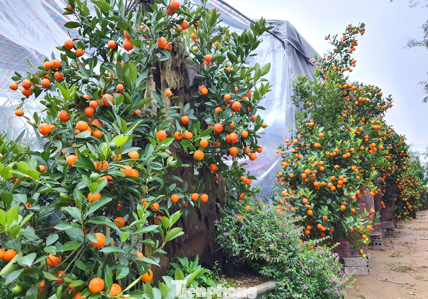 Không chỉ hoa lan, nhiều nhà vườn còn tạo hình cây quất cũng gỗ lũa.