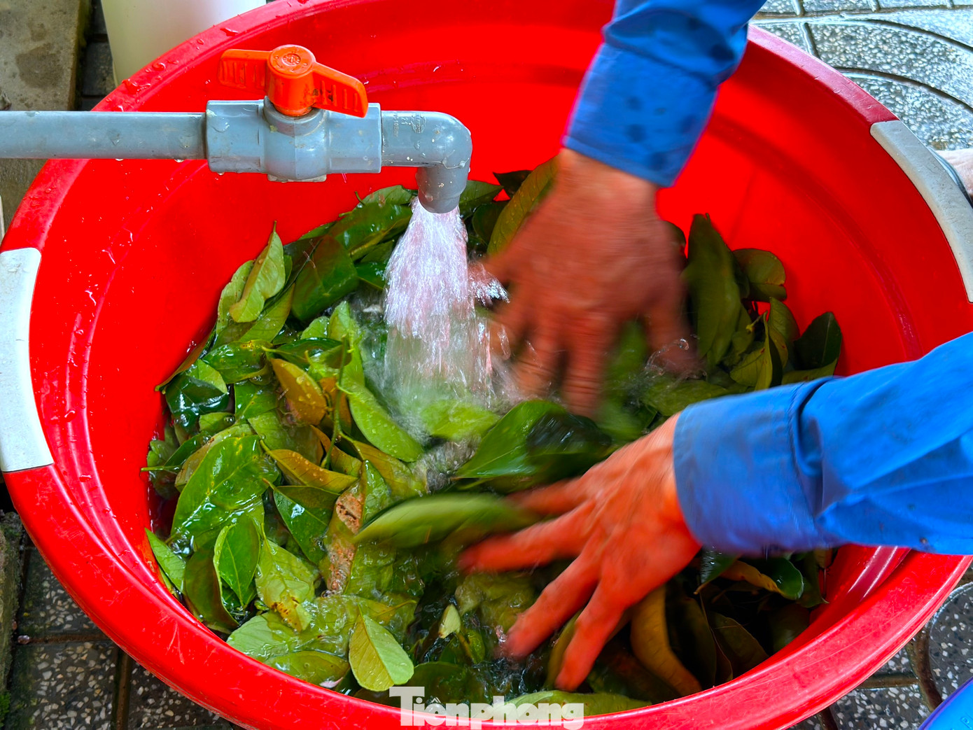 Lá chanh sau khi hái sẽ được rửa sạch, loại bỏ những lá không đạt yêu cầu như non quá hoặc vàng, hư hỏng.