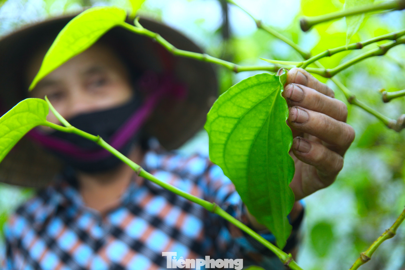 Loại lá xấu hơn được xem là loại 2 thì bán cho các cơ sở chiết xuất tinh dầu, làm dược liệu, hoặc bán để các cụ già ăn trầu.