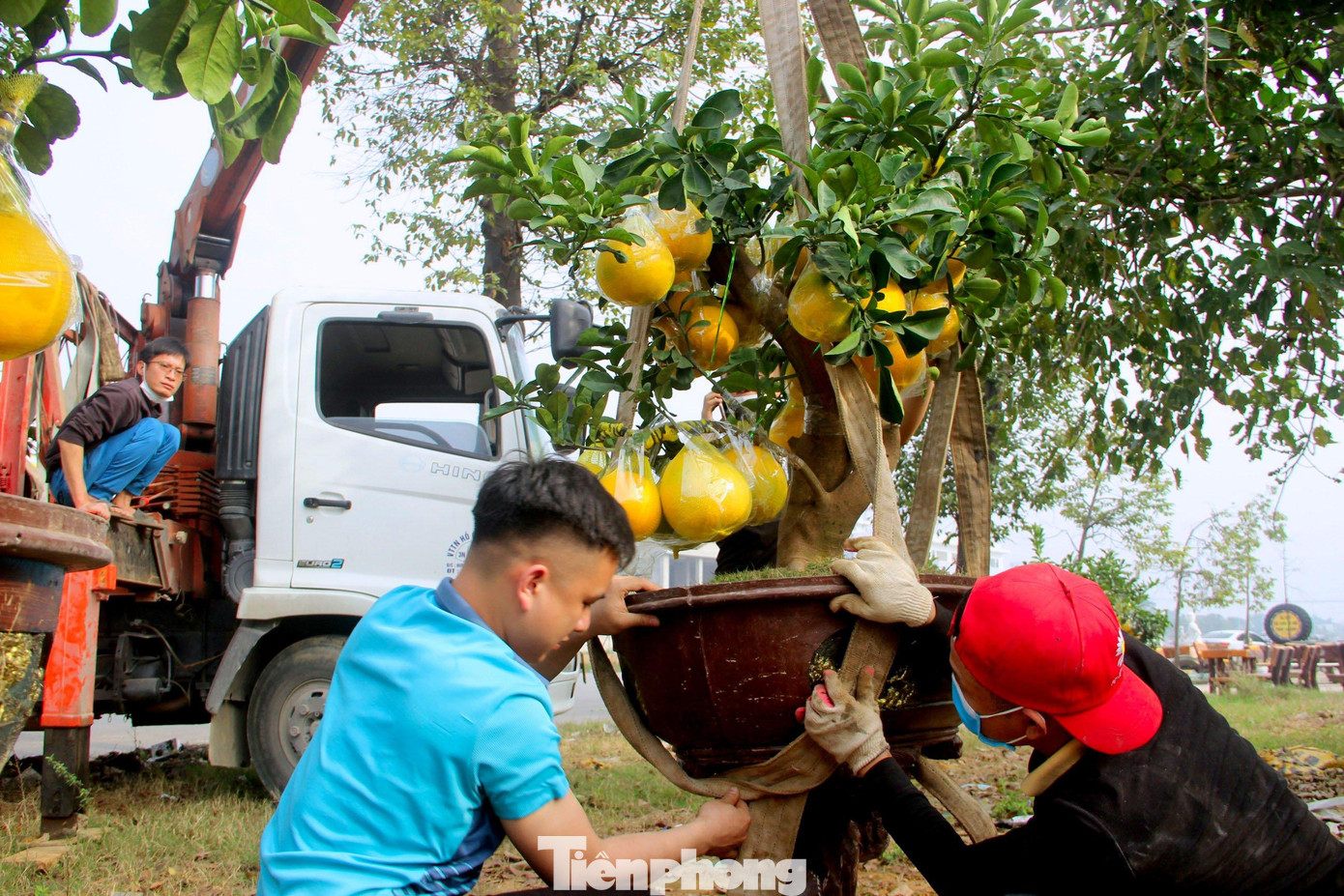 Những gốc bưởi Diễn loại 1 có kích thước to, quả nhiều, lá xanh tươi, thế đẹp... sẽ được bán từ 20 - 30 triệu đồng. Nhiều cây bưởi lớn buộc phải sử dụng xe cẩu chuyên dụng để vận chuyển, tránh làm hư hỏng đến cây. Những gốc bưởi Diễn loại 1 có kích thước to, quả nhiều, lá xanh tươi, thế đẹp... sẽ được bán từ 20 - 30 triệu đồng. Nhiều cây bưởi lớn buộc phải sử dụng xe cẩu chuyên dụng để vận chuyển, tránh làm hư hỏng đến cây.