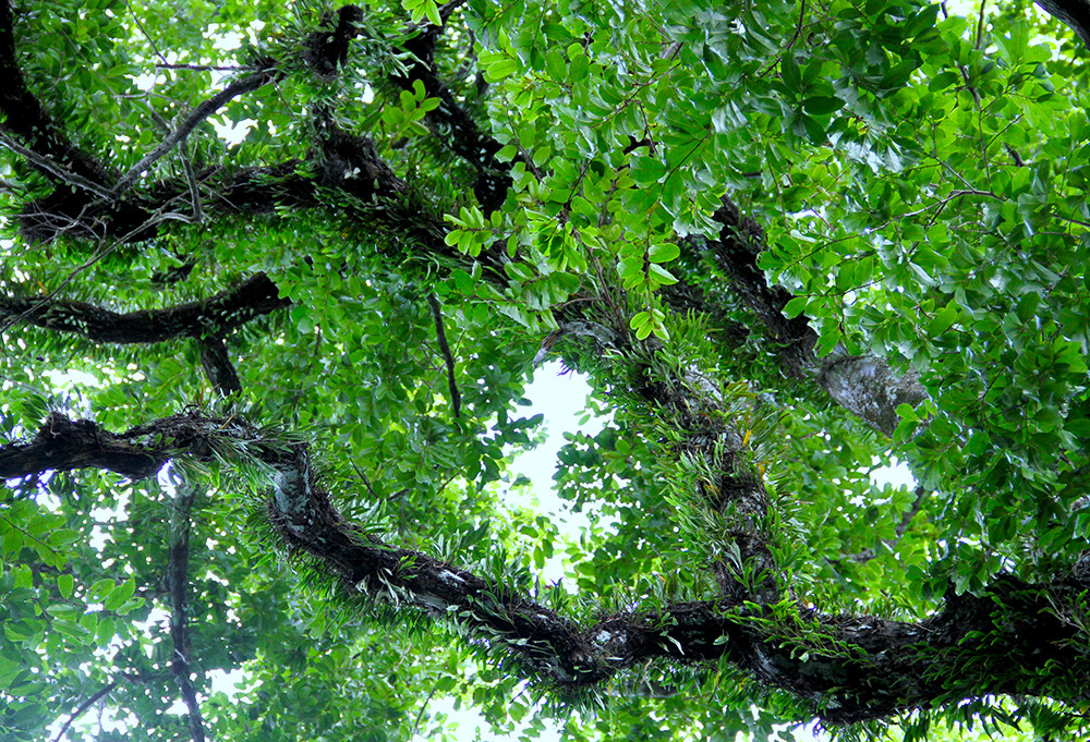 Người dân địa phương từ đó về sau vẫn luôn lưu truyền sử tích cây thị gắn liền với truyền thuyết về một thời dấy binh đánh giặc Minh của vua Lê Lợi.