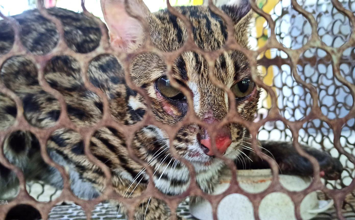 Động vật hoang dã sau giải cứu được đưa về trung tâm để chăm sóc, phục hồi sức khoẻ Động vật hoang dã sau giải cứu được đưa về trung tâm để chăm sóc, phục hồi sức khoẻ