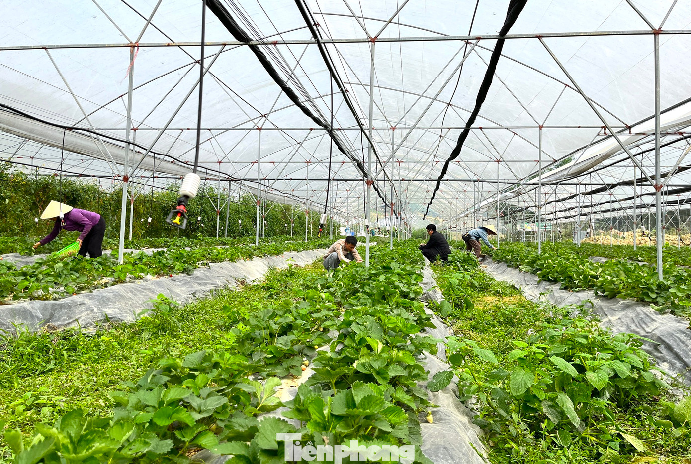 Anh Tuấn chia sẻ, vùng đất này vốn khô cằn, sỏi đá, thường xuyên ngập, bị bỏ hoang nhiều năm trước. Sau khi tìm hiểu, tham quan mô hình kinh tế, học hỏi về kỹ thuật trồng các loại cây cho năng suất cao, phù hợp với thổ nhưỡng và khí hậu tại địa phương, anh Tuấn đã bỏ ra gần 10 tỉ đồng để đầu tư xây dựng.