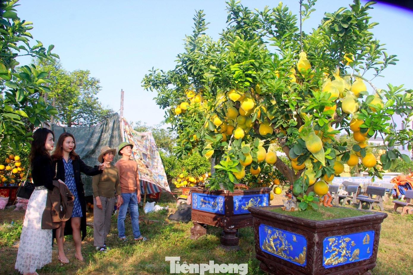 Đây là năm thứ 6 anh Quân bán bưởi Diễn. Năm nay, vườn bưởi của anh có hơn 200 gốc, đủ kiểu dáng, kích thước với giá bán từ vài triệu đến vài chục triệu đồng mỗi cây. Đây là năm thứ 6 anh Quân bán bưởi Diễn. Năm nay, vườn bưởi của anh có hơn 200 gốc, đủ kiểu dáng, kích thước với giá bán từ vài triệu đến vài chục triệu đồng mỗi cây.