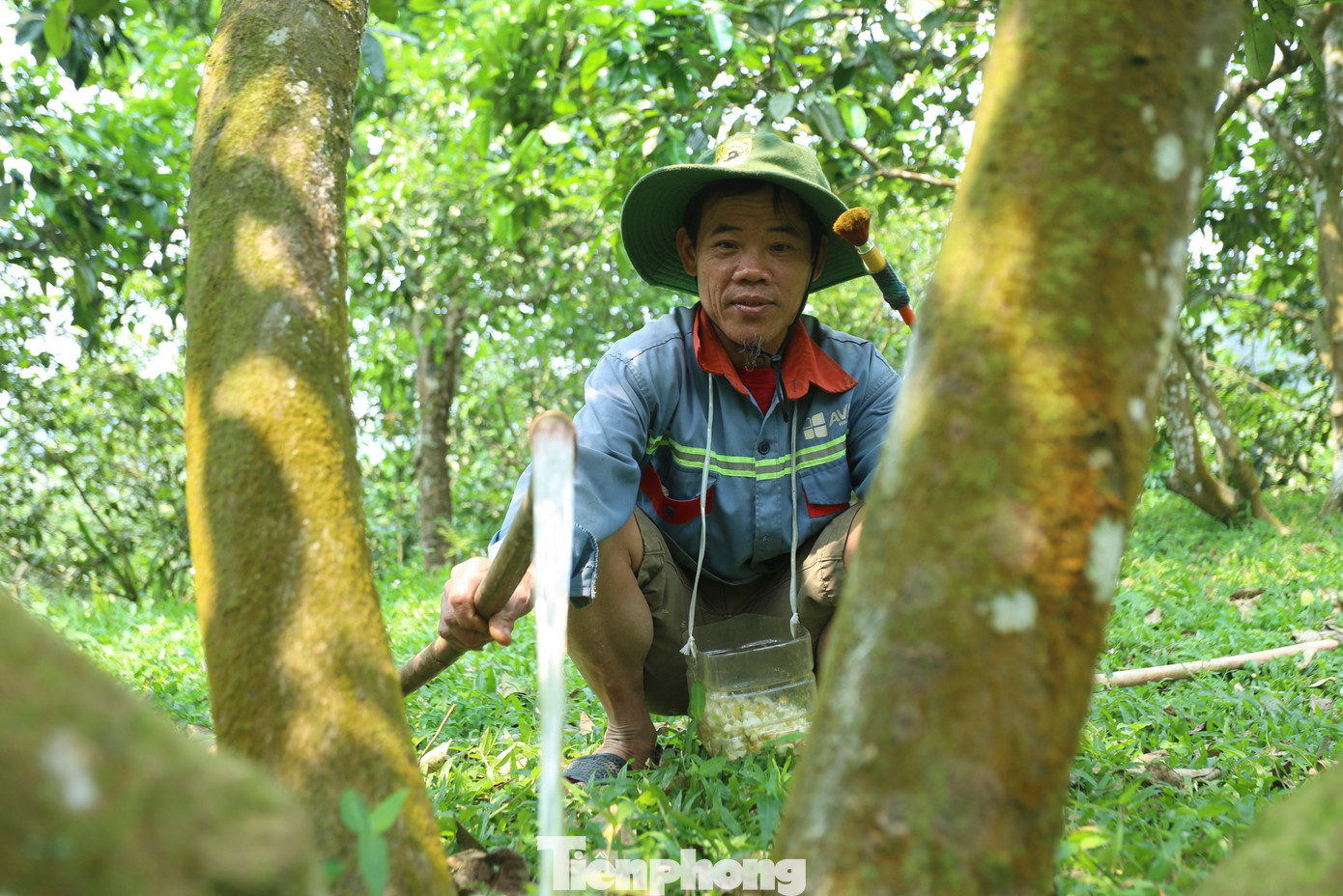 Người trồng còn cung cấp nước tưới thường xuyên cho cây trồng để chống hạn.