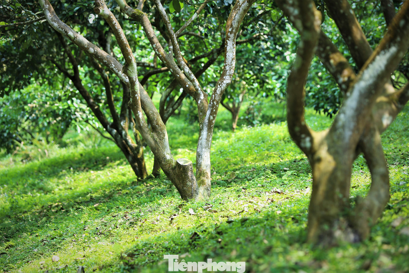 Gia đình ông Nguyễn Văn Chung (53 tuổi, xã Hương Thủy) có hơn 400 gốc bưởi, số bưởi được trồng theo nhiều đợt nên việc hoa trổ bông không cùng lúc, việc này cũng gây khó khăn trong việc thụ phấn bổ sung.