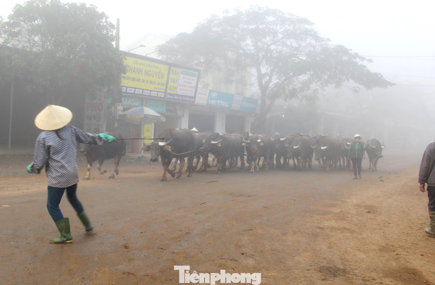 Hơn chục năm gắn bó với nghề “đòi trâu”, bà Nguyễn Thị Phượng (58 tuổi, trú xã Đại Sơn) cho biết, trước kia họ chủ yếu chỉ đi “đòi trâu” xung quanh chợ Ú, công việc lúc bấy giờ là dắt trâu thuê từ chợ về nhà cho chủ, tiền công được tính trên đầu trâu (5.000 đồng/con).