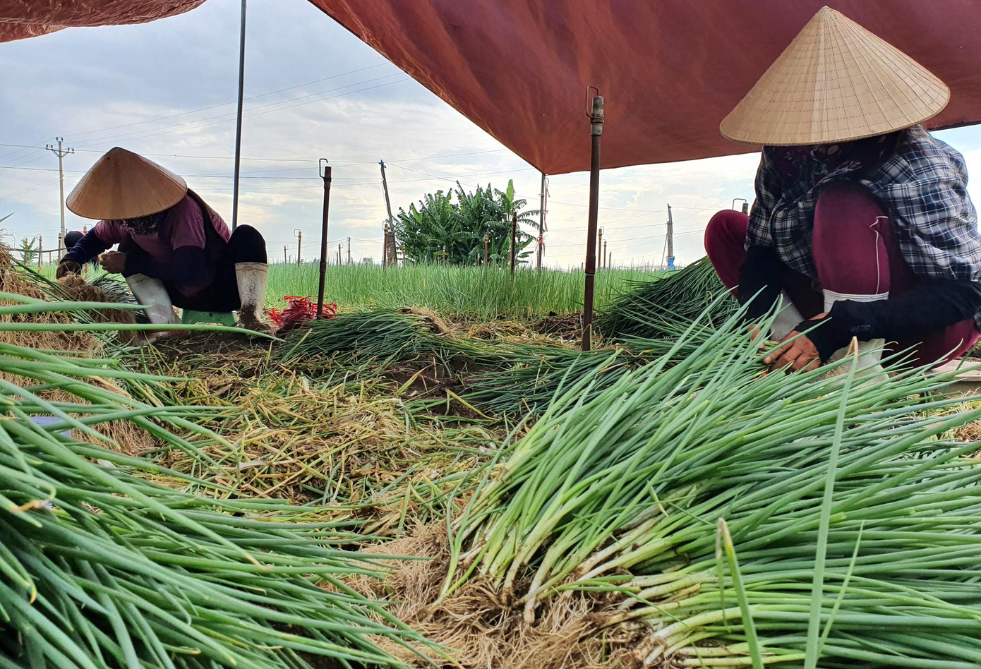 Nhiều người tranh thủ thu hoạch những phần hành hoa chưa bị hỏng, bán rẻ gỡ gạc tiền vốn