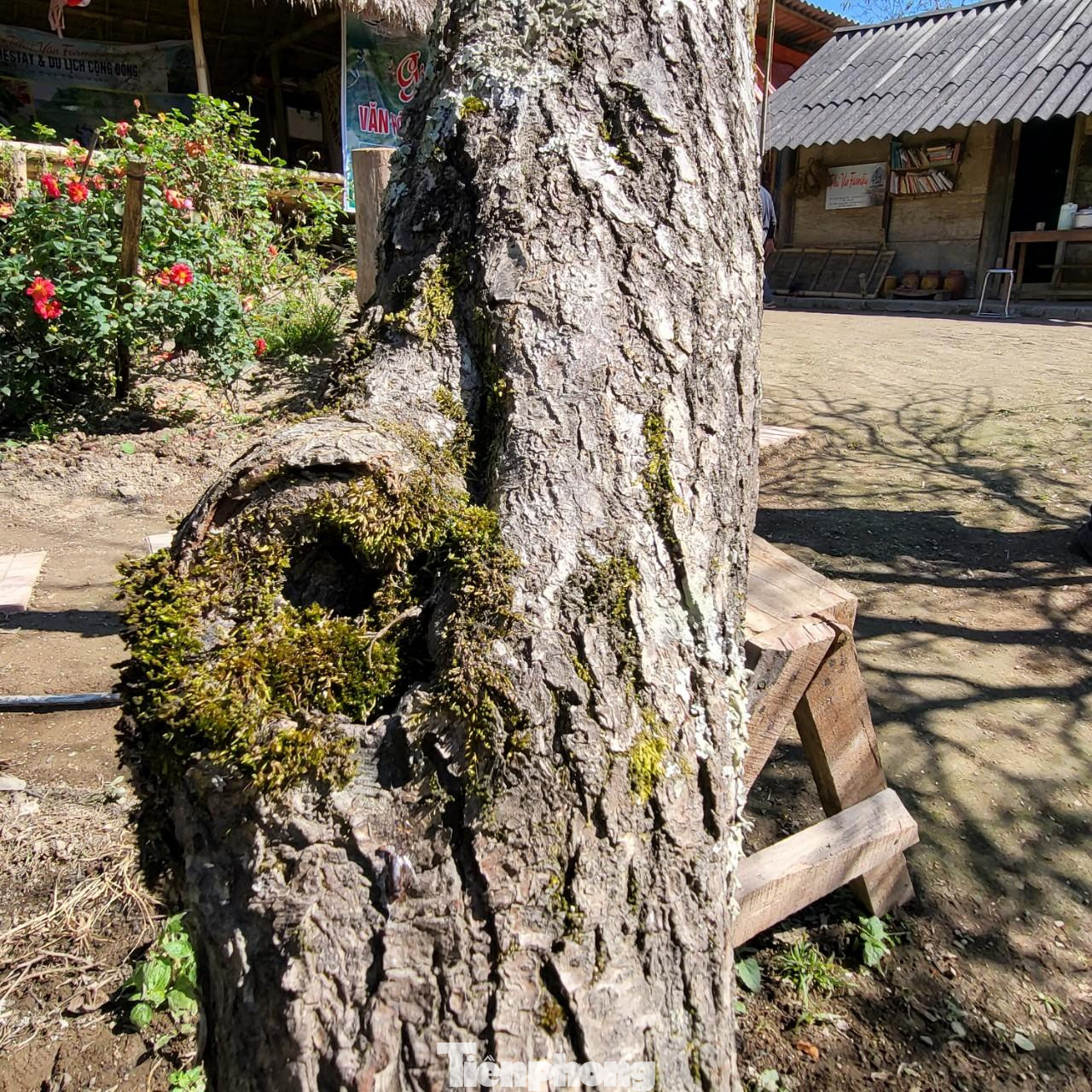 Những cây đào cổ thụ được thương lái săn mua dù giá cả rất cao. Theo một thương lái cho biết, điều đó nhằm khẳng định đẳng cấp cùng may mắn lộc tràn. Một cây đào bung nở gần hết, màu hồng rực rỡ trong vườn nhỏ. Đào nở sớm khiến người dân mất một nguồn thu nhập dịp Tết nhưng điều này cũng hút khách du lịch đến với Mường Lống, đến với "cổng trời" mù sương thơ mộng. Thấp thoáng bên những căn nhà của người Mông là loài cây thân thuộc với họ. Cây đào góp phần đưa địa danh Mường Lống "bay" ra khỏi núi rừng hoang vu của dãy Trường Sơn hùng vĩ. Vườn mận đâm chồi, ra lá non. Nắng cuối Đông hắt xuống tạo nên khung cảnh tuyệt đẹp giữa bốn bề núi non điệp trùng. Du khách, nhiếp ảnh gia đến vườn đào Mường Lống chụp hình, lưu lại những khoảnh khắc đào nở tiễn đông qua, đón xuân về. Rời Mường Lống, khách sẽ mong muốn ngày trở lại. Đến thung lũng yên bình đang mạnh mẽ đổi thay, khỏe khoắn như những mầm chồi của cây đào, cây mận...