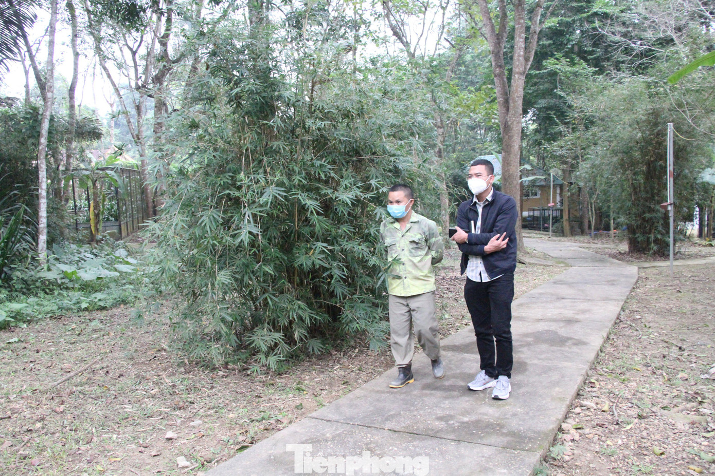 Do không có cơ sở vật chât, chuồng trại đủ điều kiện để nuôi hổ nên Vườn quốc gia Pù Mát đã đề xuất chuyển số hổ này đi nơi khác Do không có cơ sở vật chât, chuồng trại đủ điều kiện để nuôi hổ nên Vườn quốc gia Pù Mát đã đề xuất chuyển số hổ này đi nơi khác