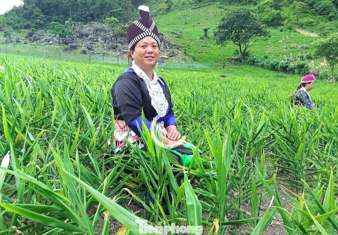 Kỳ Sơn là huyện biên giới phía Tây của tỉnh Nghệ An, với quỹ đất dồi dào, có nhiều vùng tiểu khí hậu cận ôn đới, thổ nhưỡng giàu mùn và hàm lượng cacbon hữu cơ. Địa phương này có tiềm năng lớn về phát triển kinh tế nông, lâm nghiệp với nhiều loại động - thực vật phong phú. Trong đó, cây gừng trồng ở nơi đây cho chất lượng sản phẩm đặc trưng, hàm lượng tinh dầu cao. Kỳ Sơn là huyện biên giới phía Tây của tỉnh Nghệ An, với quỹ đất dồi dào, có nhiều vùng tiểu khí hậu cận ôn đới, thổ nhưỡng giàu mùn và hàm lượng cacbon hữu cơ. Địa phương này có tiềm năng lớn về phát triển kinh tế nông, lâm nghiệp với nhiều loại động - thực vật phong phú. Trong đó, cây gừng trồng ở nơi đây cho chất lượng sản phẩm đặc trưng, hàm lượng tinh dầu cao.