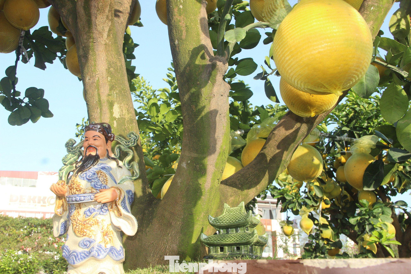 Những gốc bưởi Diễn có tuổi đời gần chục năm được trồng trong các chậu cảnh đẹp mắt, phía dưới gốc còn được trang trí thêm một số tiểu cảnh. Những gốc bưởi Diễn có tuổi đời gần chục năm được trồng trong các chậu cảnh đẹp mắt, phía dưới gốc còn được trang trí thêm một số tiểu cảnh.