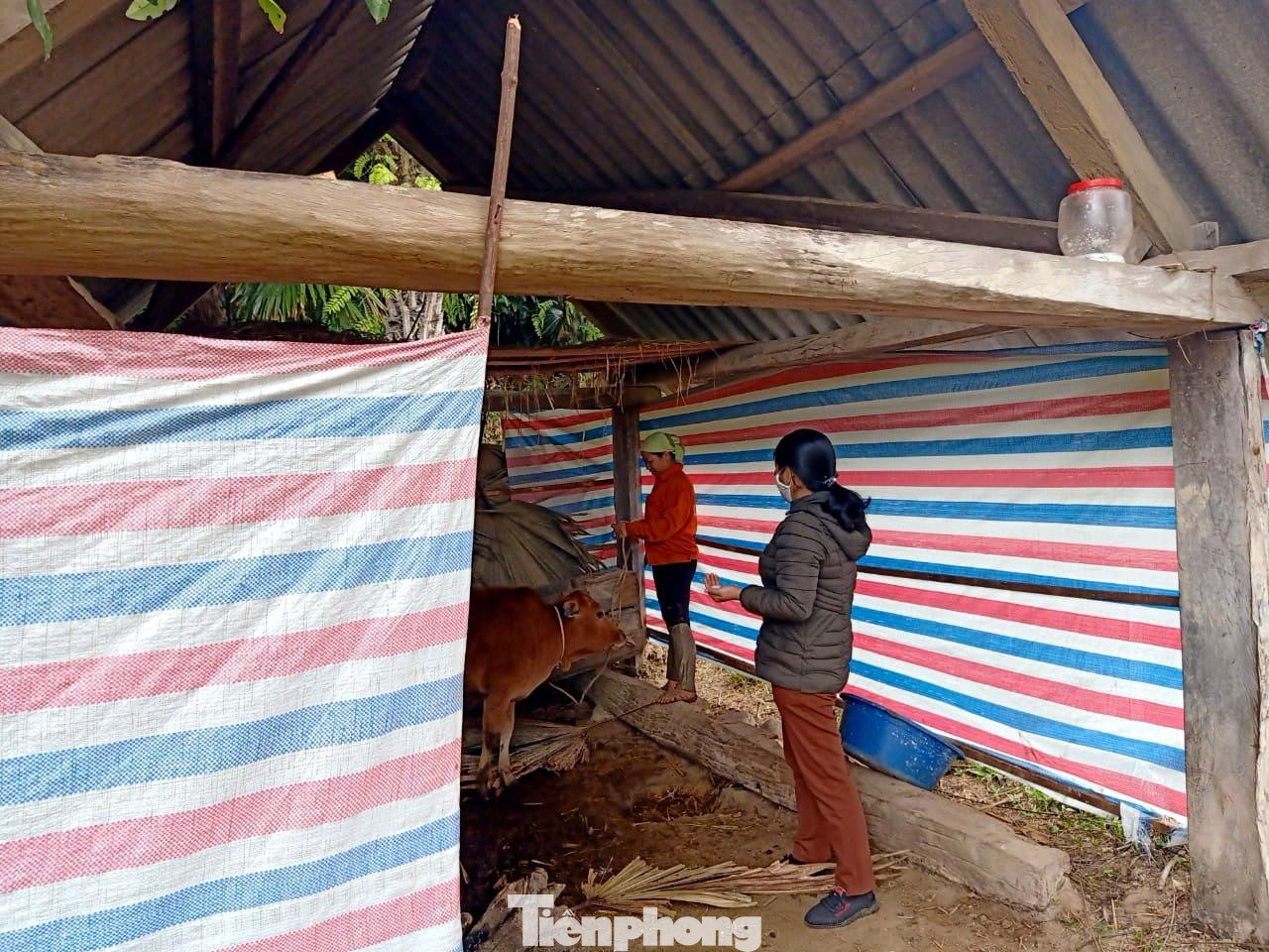 Các đàn gia súc được người dân che chắn bằng bạt để tránh gió, nước mưa hắt vào.