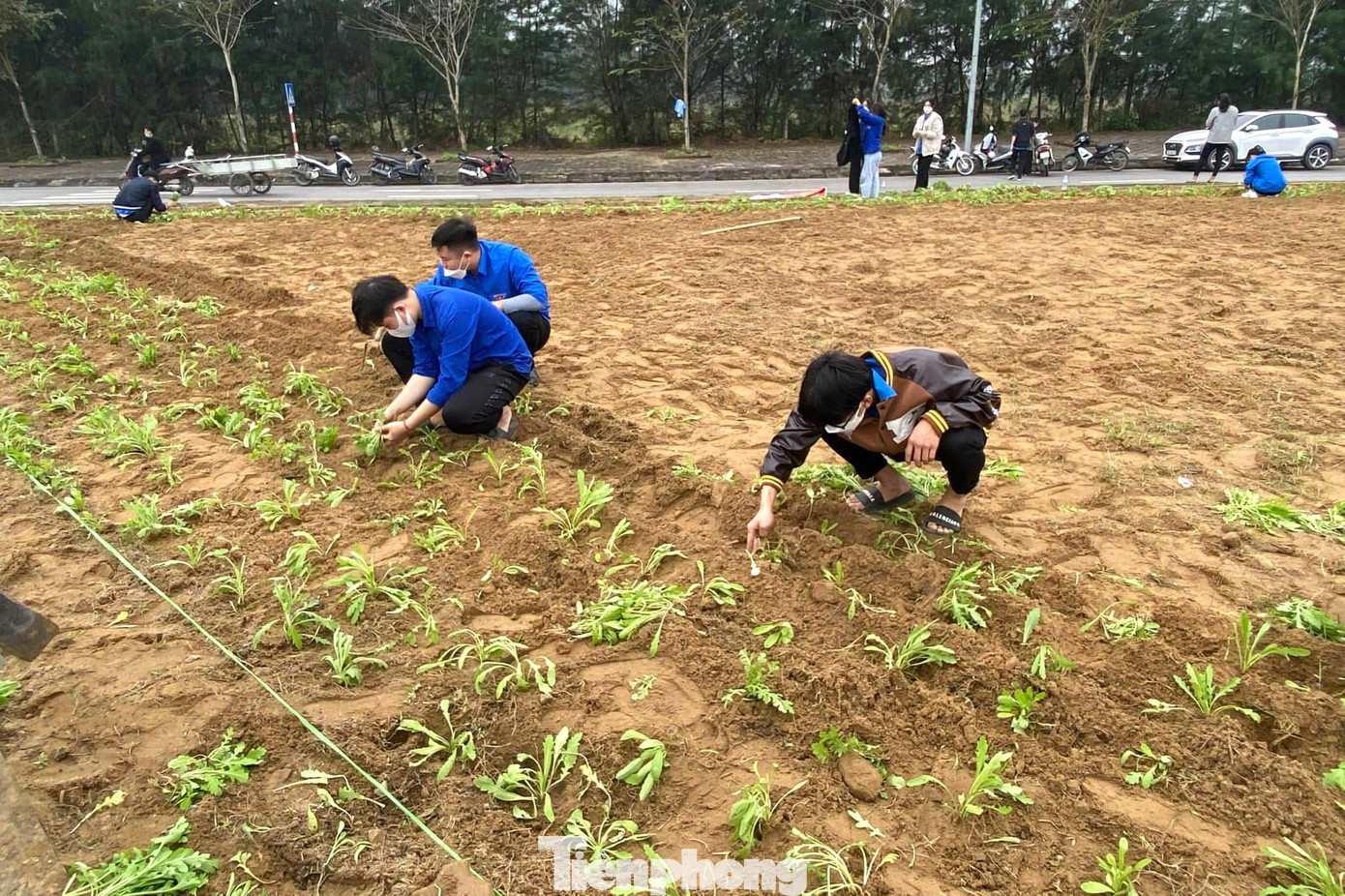 Theo đề án này, hoa cúc biển sẽ được trồng, chăm sóc và nhân rộng tại các địa điểm: Khu vực đồi hoa tự nhiên phía Nam Quảng trường Bình Minh với diện tích 10.000 m2. Khu vực tại các ô bôn va đường 72m giao nhau với trục đường Bình Minh với diện tích 2.000 m2. Khu vực Công viên Hoa Cúc biển với diện tích 500 m2.