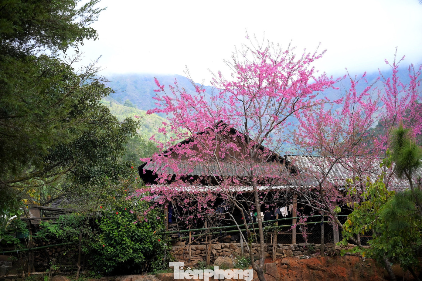 Huyện miền núi Kỳ Sơn (Nghệ An) có núi rừng bao phủ nên không khí nơi đây khác với các huyện, thành thị khác trong tỉnh. Nhờ đó, những cây hoa anh đào mới có thể phát triển tốt và cho ra những bông hoa đẹp.