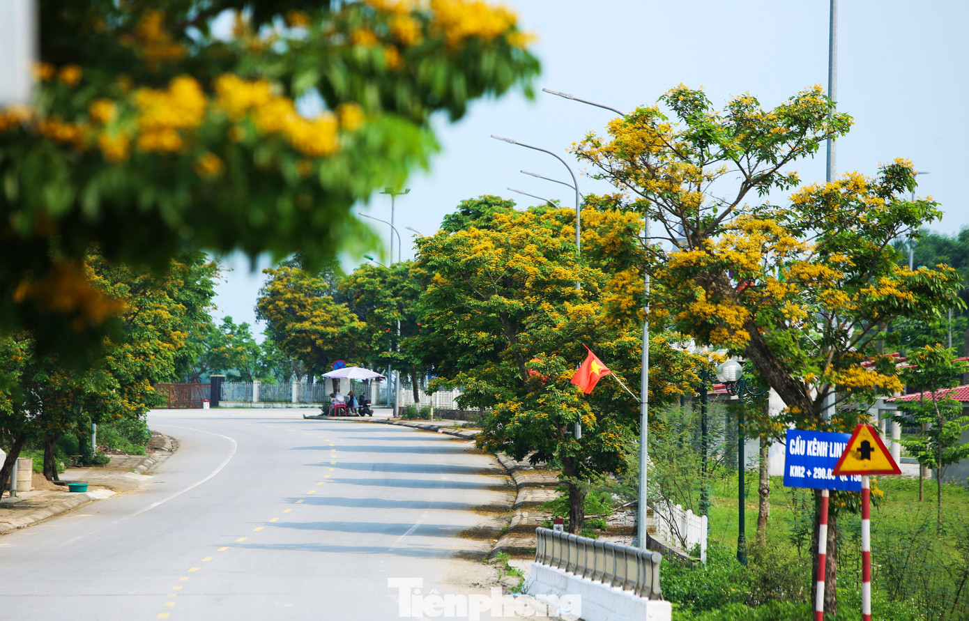 Những cây giáng hương khoe sắc trong nắng khiến người đi qua nao lòng.