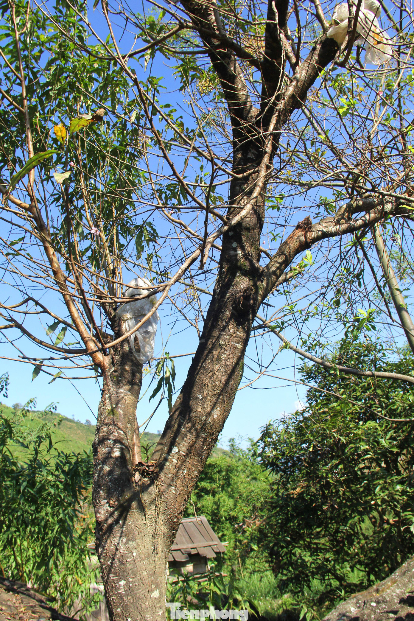 Xã Na Ngoi nằm ở độ cao 1.600m so với mực nước biển. Khí hậu, thổ nhưỡng vùng đất này đã tạo cho thân cây mọc nhiều rêu mốc, cổ kính, bởi thế cây đào ở nơi đây thường được các thương lái săn lùng trong những dịp Tết. Xã Na Ngoi nằm ở độ cao 1.600m so với mực nước biển. Khí hậu, thổ nhưỡng vùng đất này đã tạo cho thân cây mọc nhiều rêu mốc, cổ kính, bởi thế cây đào ở nơi đây thường được các thương lái săn lùng trong những dịp Tết.