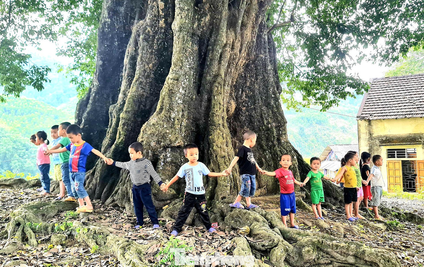 Gốc cây thị cổ thụ cần tới sải tay của hàng chục đứa trẻ mới có thể bao quanh. Người dân bản Nật Trên ước tính chúng đã được trồng từ hàng trăm năm trước. Gốc cây thị cổ thụ cần tới sải tay của hàng chục đứa trẻ mới có thể bao quanh. Người dân bản Nật Trên ước tính chúng đã được trồng từ hàng trăm năm trước.