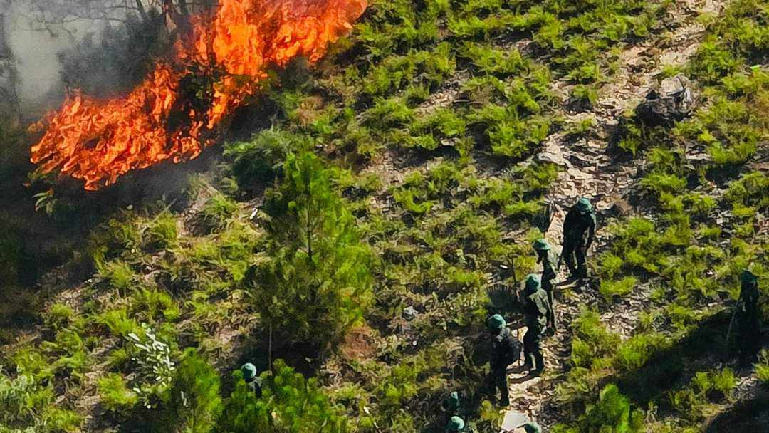 Rừng thông bốc cháy nghi ngút, do gió to cộng với lá thông khô khiến đám cháy khó kiểm soát. Rừng thông bốc cháy nghi ngút, do gió to cộng với lá thông khô khiến đám cháy khó kiểm soát.