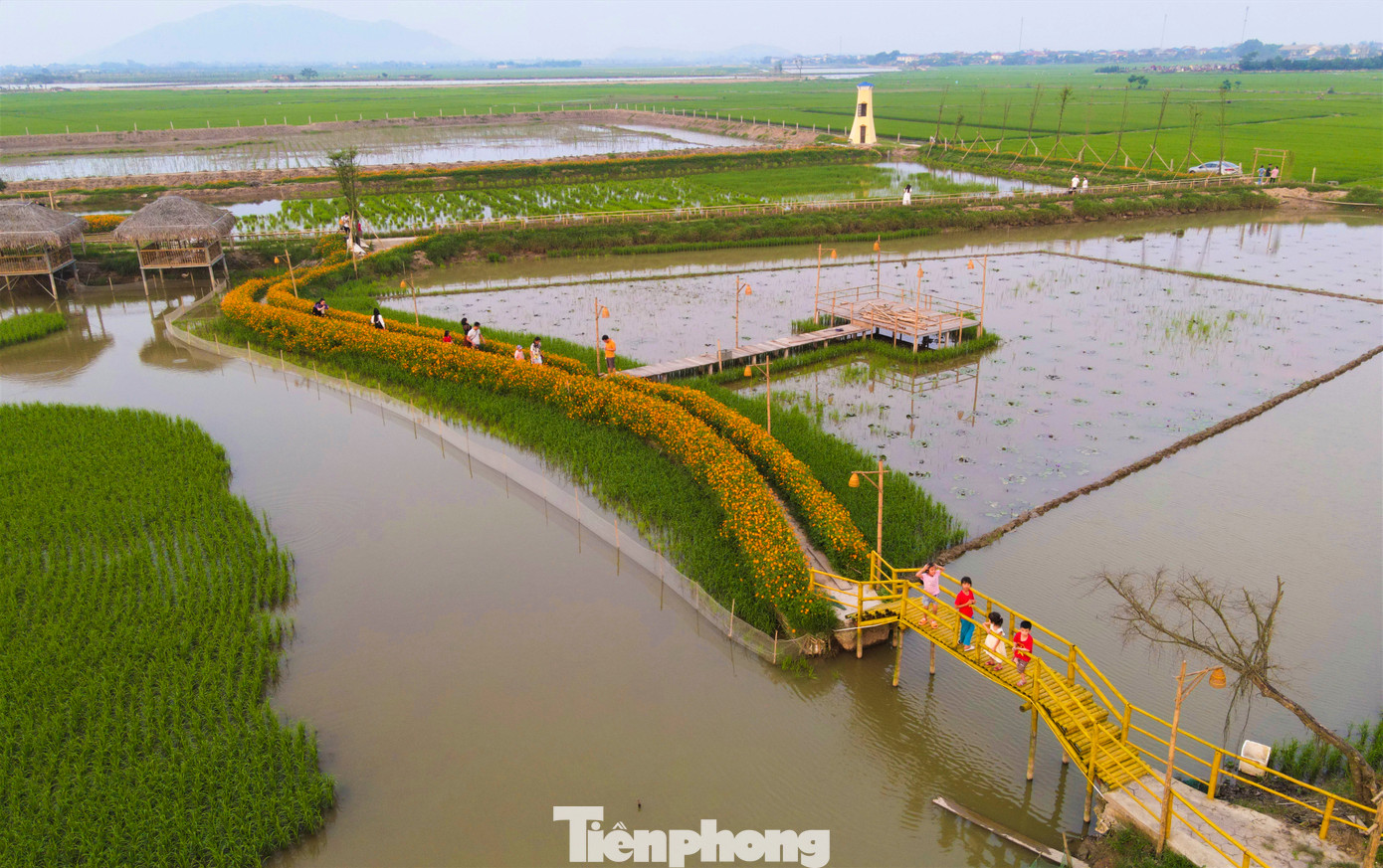 Thay vì chỉ trồng lúa trên các ruộng lúa, người nông dân đã thuê đất, phá bờ, mở rộng theo chính sách tích tụ ruộng đất để vừa trồng lúa, vừa kết hợp nuôi xen canh cá, tôm càng xanh và tạo cảnh quan cho du lịch trải nghiệm.