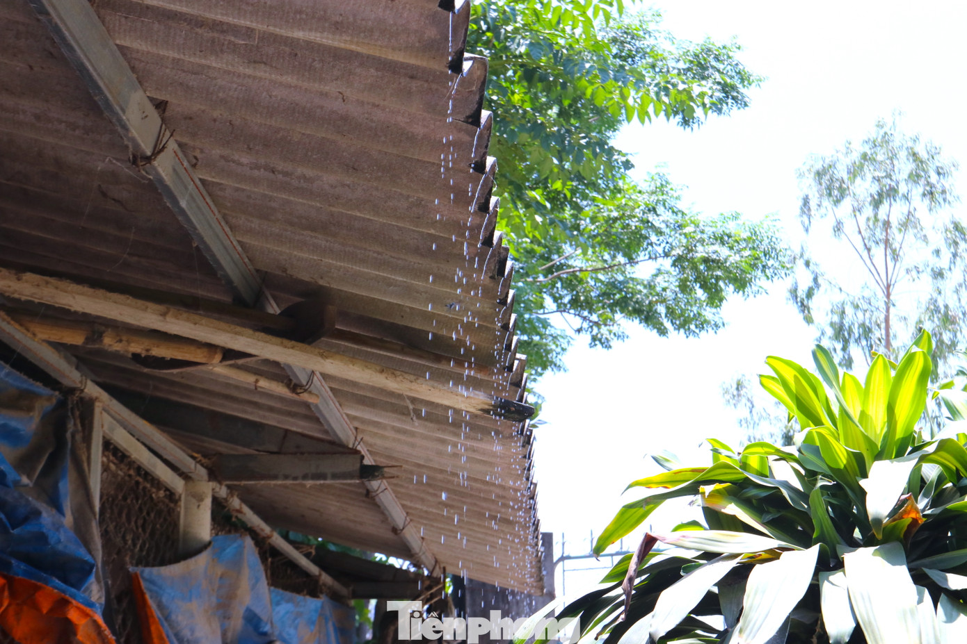 Một số hộ đang nuôi làm thêm nhiều biện pháp tưới nước, phun sương tạo độ ẩm chuồng trại để đảm bảo nhiệt độ mát cho gà phát triển. Một số hộ đang nuôi làm thêm nhiều biện pháp tưới nước, phun sương tạo độ ẩm chuồng trại để đảm bảo nhiệt độ mát cho gà phát triển.