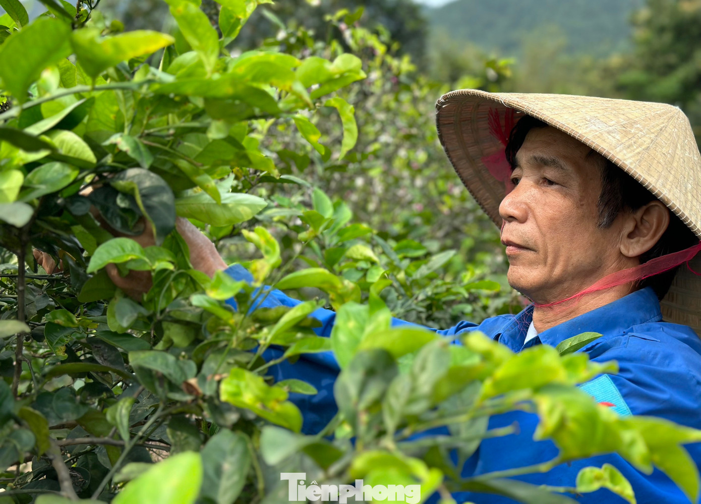 Hiện địa phương xã Nam Kim đang cùng người dân trên địa bàn học hỏi kinh nghiệm, kỹ thuật để trồng cây chanh sinh trưởng và có năng suất tốt hơn.