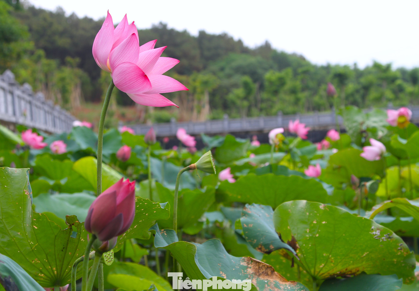Cây sen là biểu tượng cho sự sống mãnh liệt và là loài thực vật thủy sinh.