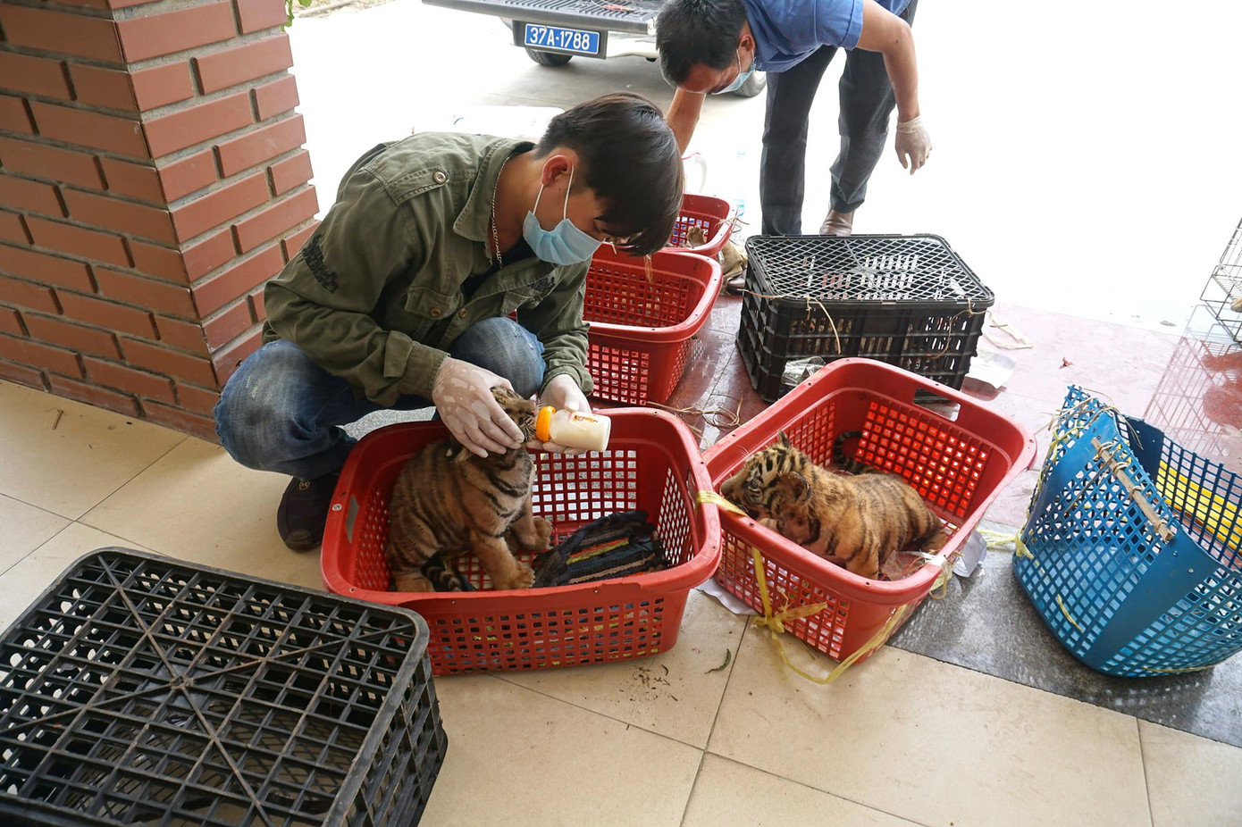 7 cá thể hổ được đưa về "bệnh viện" chăm sóc sau khi được giải cứu 7 cá thể hổ được đưa về "bệnh viện" chăm sóc sau khi được giải cứu