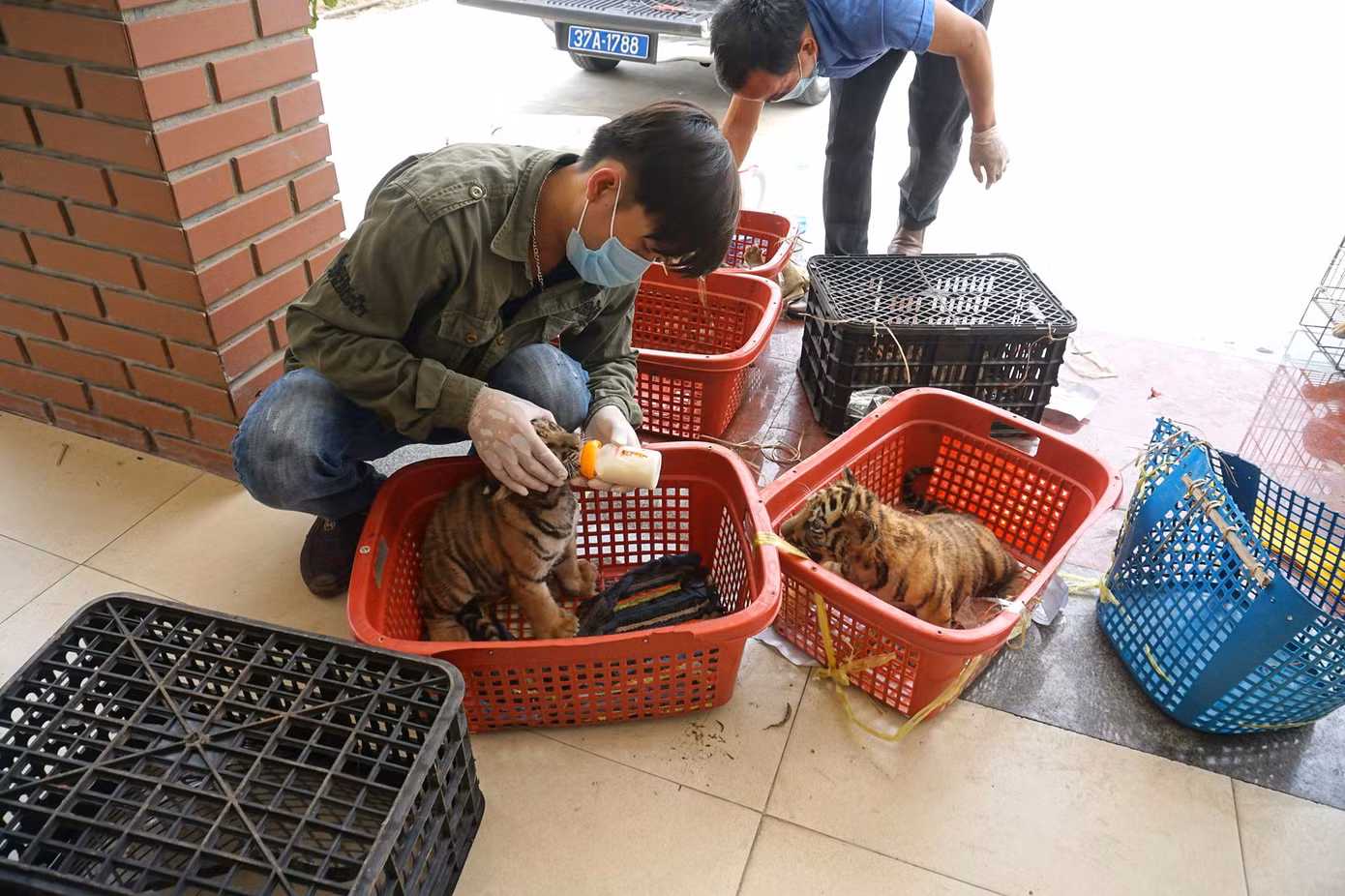 7 cá thể hổ được đưa về "bệnh viện" chăm sóc sau khi được giải cứu 7 cá thể hổ được đưa về "bệnh viện" chăm sóc sau khi được giải cứu