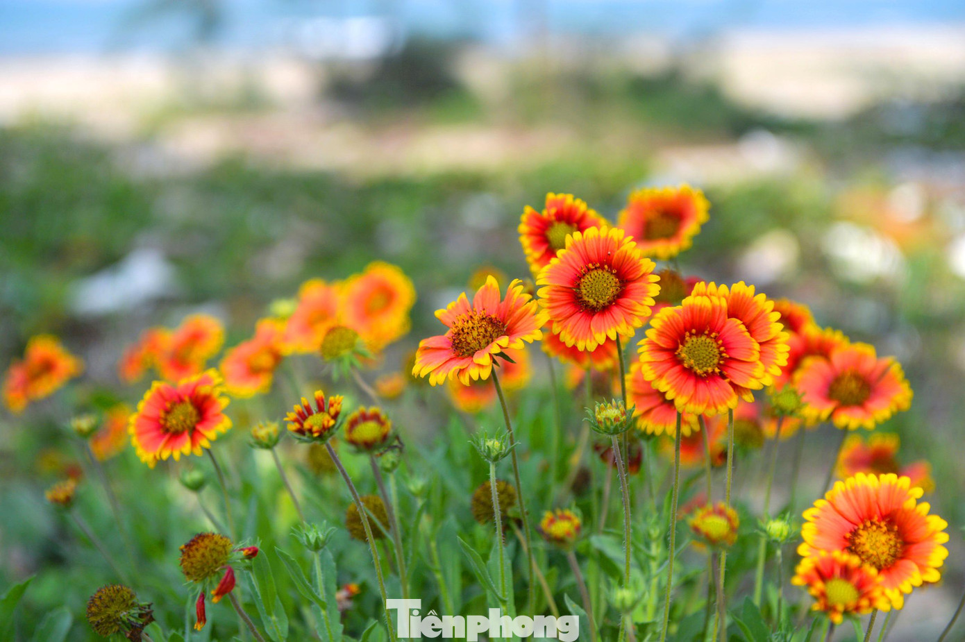 Cúc biển thường khoe sắc từ tháng 4 đến tháng 7 hàng năm. Trong đó, tháng 6 là thời điểm loài hoa này “bung lụa” nhất, tạo nên một khung cảnh ấn tượng, nổi bật trên vùng biển miền Trung nắng gió.