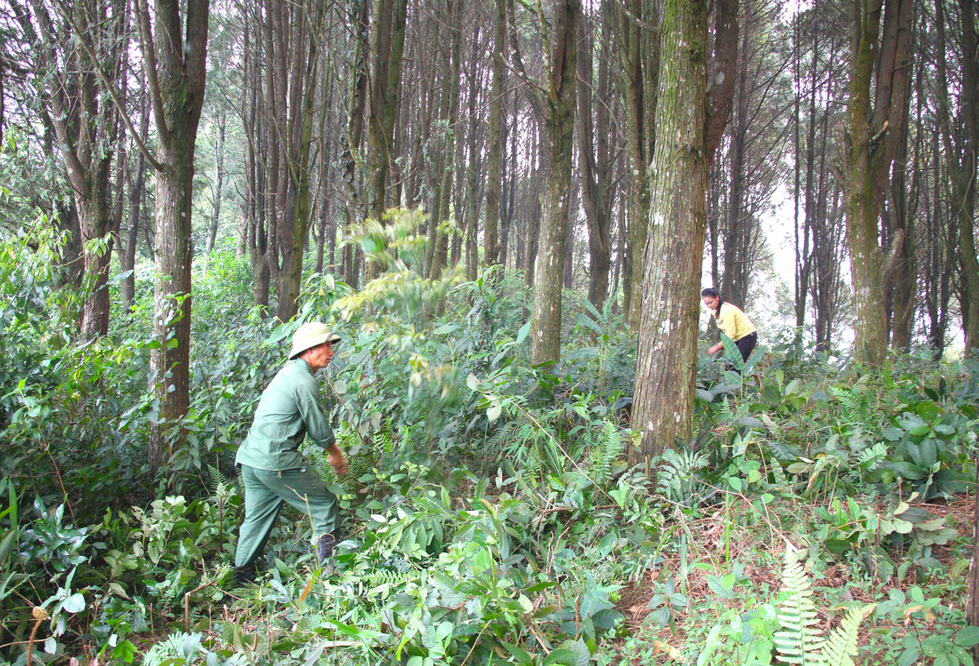 Ông Chống đã tạo công ăn việc làm cho nhiều lao động địa phương.