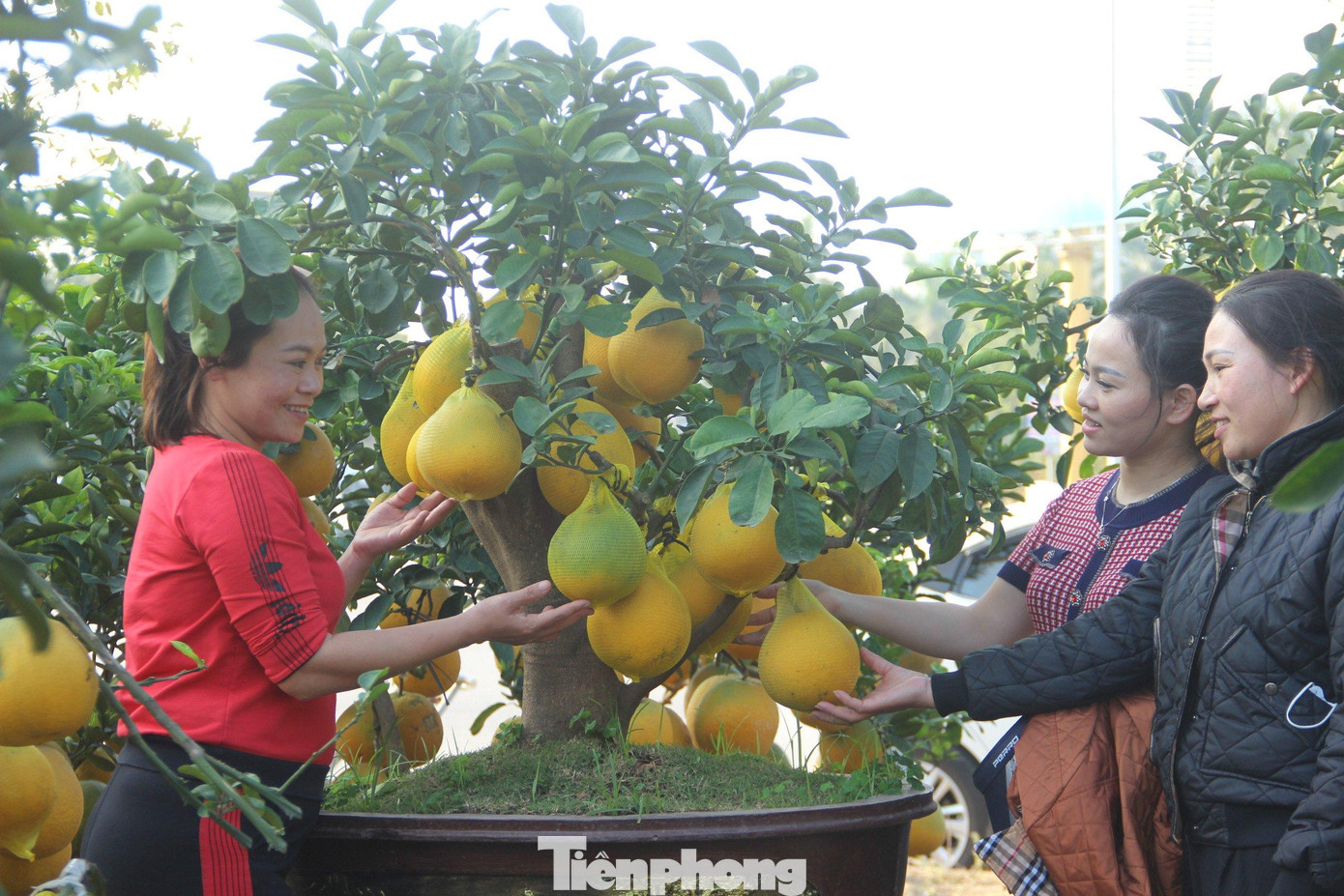 Anh Hoàng Quân (trú thành phố Vinh) cho biết, những năm gần đây, bưởi Diễn là một trong những cây cảnh được nhiều người dân lựa chọn để chơi Tết. Anh Hoàng Quân (trú thành phố Vinh) cho biết, những năm gần đây, bưởi Diễn là một trong những cây cảnh được nhiều người dân lựa chọn để chơi Tết.