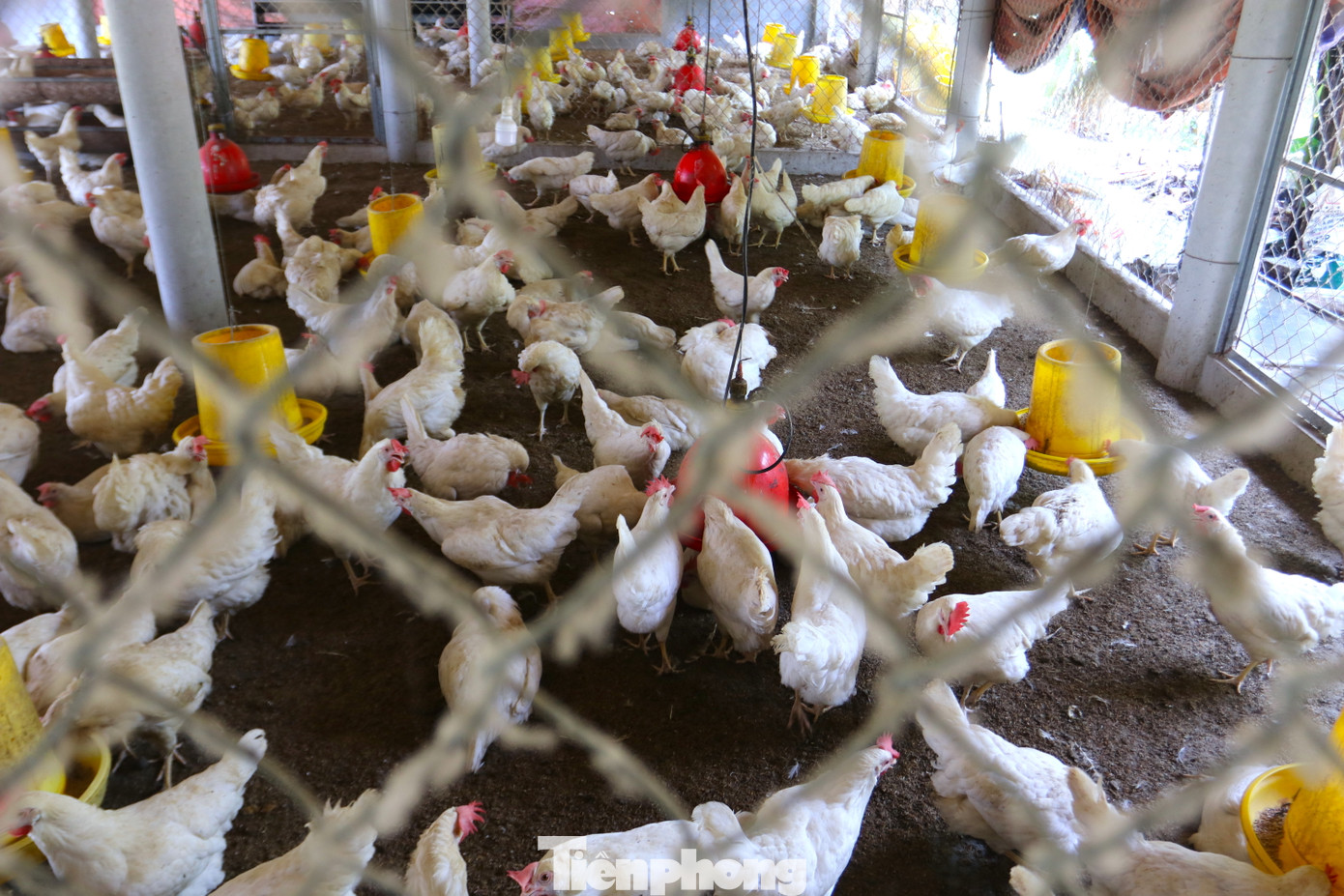 Giá trứng gà giảm cộng với thời tiết nắng nóng làm gà khó phát triển đã khiến nhiều trang trại gà ở xã Diễn Trung gặp khó khăn. Nhiều chủ trang trại đã phải bán hết lứa gà này chờ giá cả và thời tiết ổn định mới tiếp tục nuôi lại. Giá trứng gà giảm cộng với thời tiết nắng nóng làm gà khó phát triển đã khiến nhiều trang trại gà ở xã Diễn Trung gặp khó khăn. Nhiều chủ trang trại đã phải bán hết lứa gà này chờ giá cả và thời tiết ổn định mới tiếp tục nuôi lại.