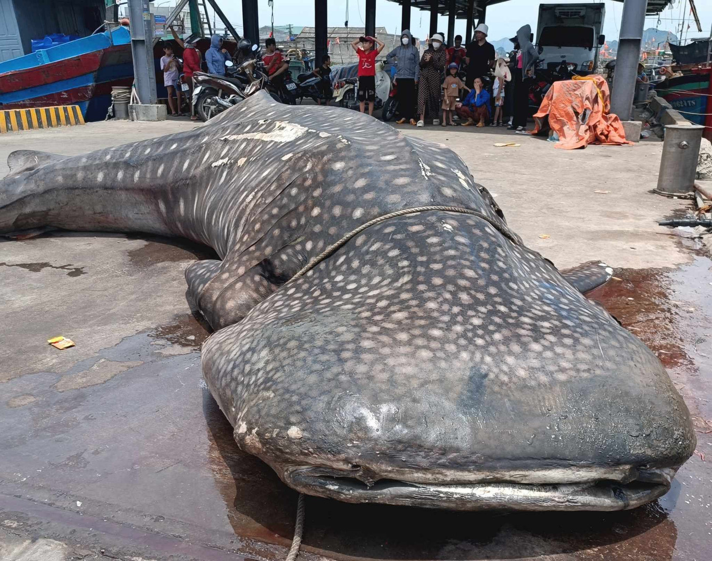 Xác con cá mập voi được đưa lên trên cảng cá Quỳnh Phương. Xác con cá mập voi được đưa lên trên cảng cá Quỳnh Phương.