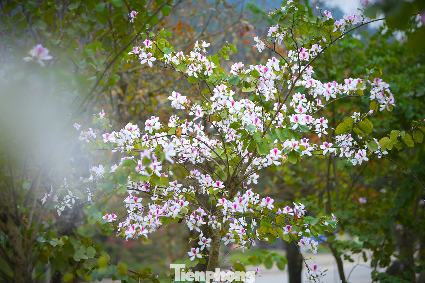 Đến mùa nở hoa, cả cây khoác lên mình một màu mới rực rỡ, tươi đẹp.