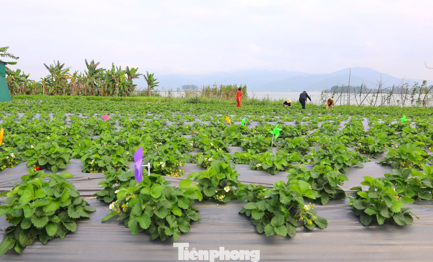 Vườn dâu rộng 2000m2 được trồng ven sông đã phát triển tốt và sai trĩu quả.