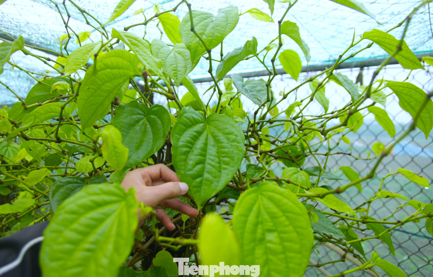 Hàng tháng vườn trầu cũng giúp cho gia đình bà Hoa có thu nhập đều khoảng 20 triệu đồng.