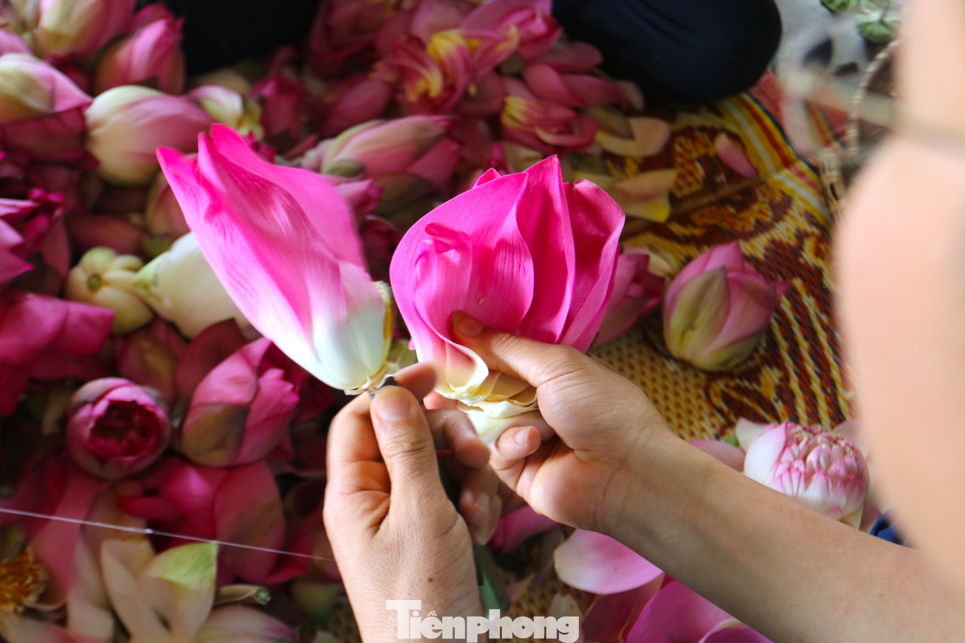 Hoa sen sau khi hái về được bóc tách từng bộ phận từ cánh hoa đến nhụy, đài sen.