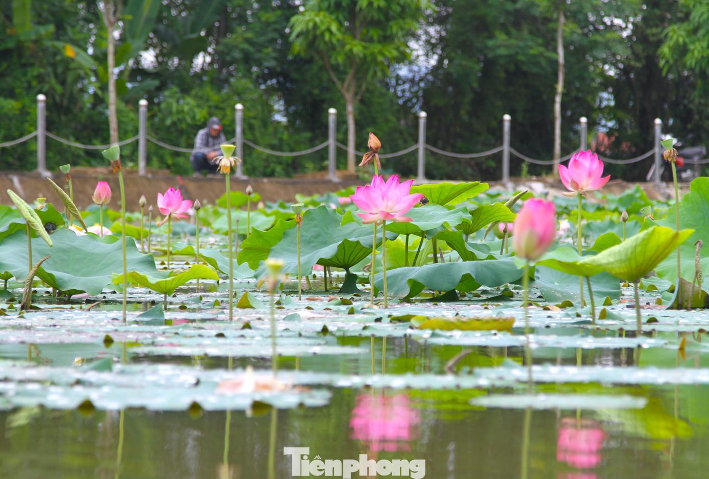 Sen đua nhau nở rộ khắp mọi nơi làm cho không khí và cảnh vật làng quê thêm trong lành như để đón chào ngày sinh nhật Bác.