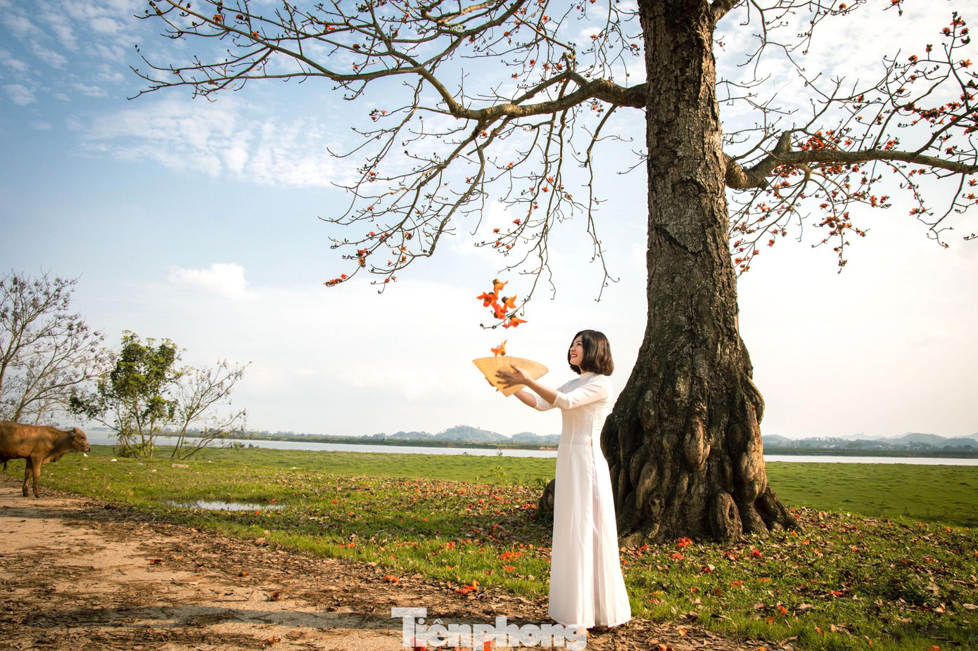 Từ bao đời nay, cây gạo đã gắn liền với đời sống thôn quê, thường được người dân trồng ở sân chùa, đình, đầu làng, bãi sông. Đối với nhiều người dân xứ Nghệ, cây gạo gắn liền với bao kỷ niệm của tuổi thơ, bởi thế nên nhiều vùng quê đến nay vẫn gắng gìn giữ, bảo vệ loại cây này.