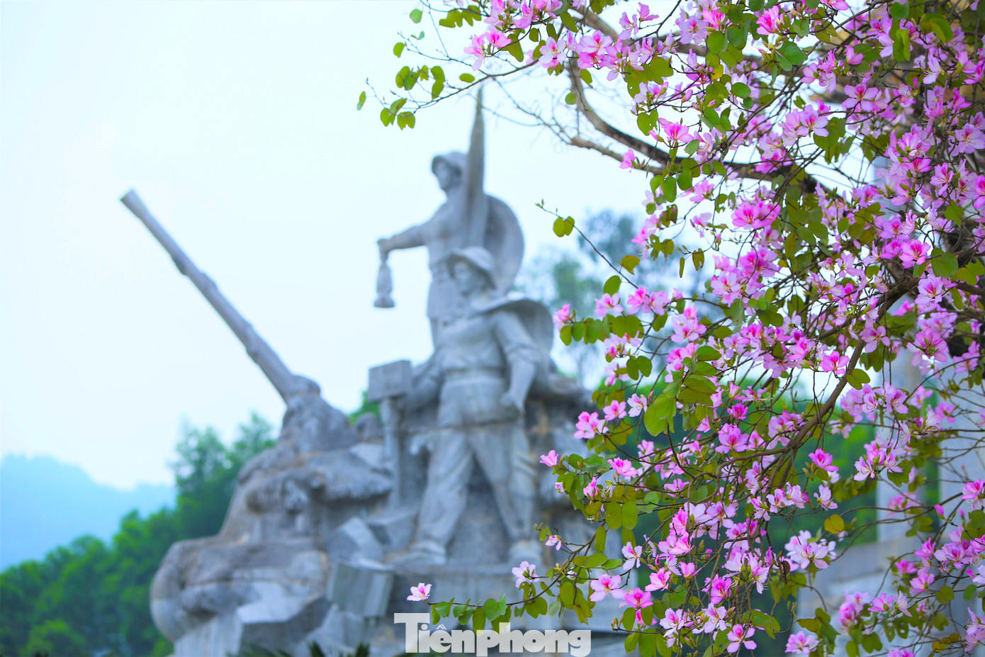 Hoa ban nở tô thêm vẻ đẹp thiêng liêng cho Khu di tích lịch sử Quốc gia Truông Bồn.