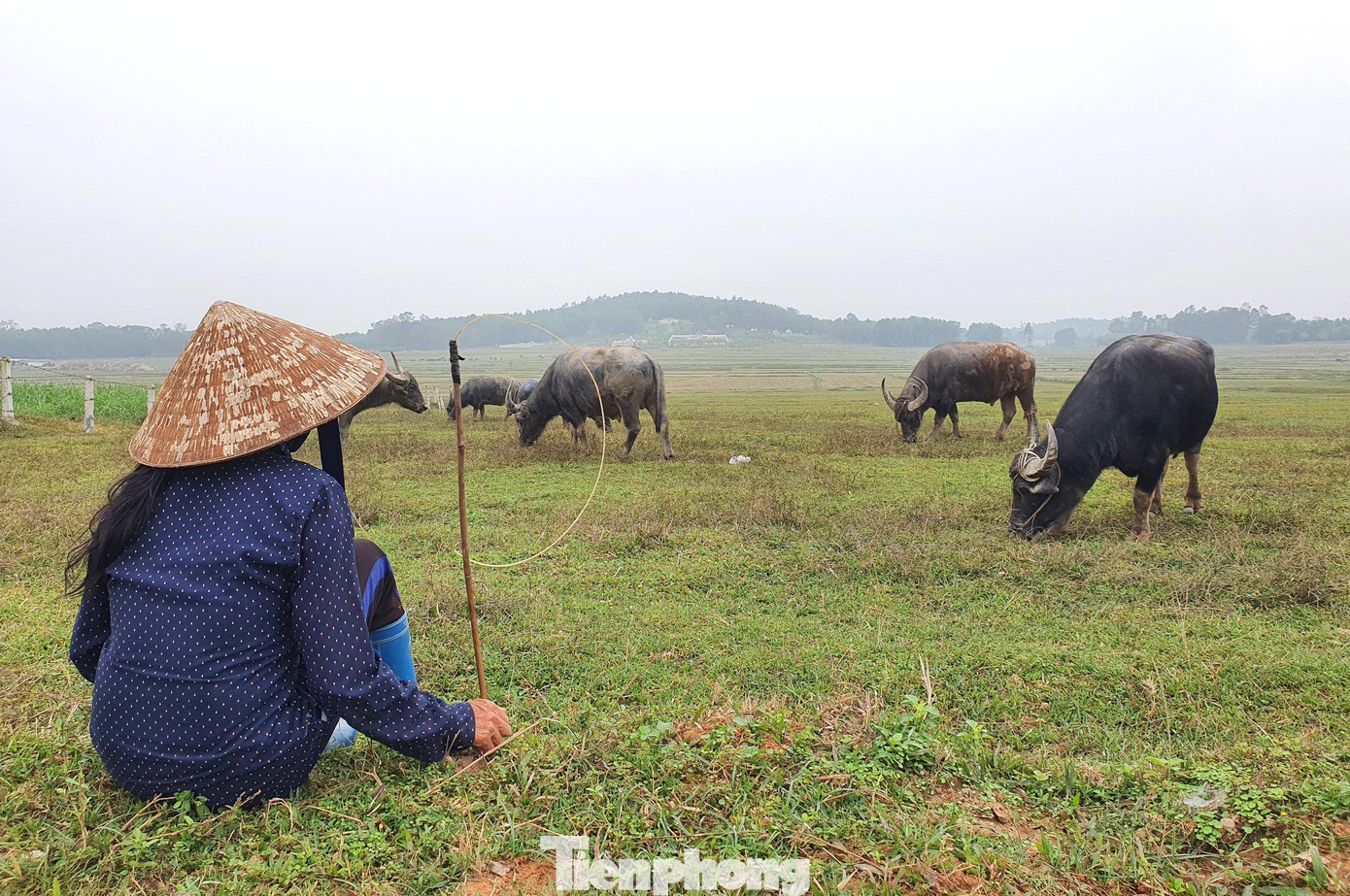 Vén chiếc áo khoác lên để lộ những vết sẹo vẫn còn rõ nét trên hông, bà Phượng vẫn chưa hết ám ảnh khi nhớ lại lần bị một con trâu Lào húc văng xuống mương nước 2 năm trước. “Sợ nhất là những đàn trâu mới về, chưa quen nên rất hung dữ. Nếu không cẩn thận là bị chúng húc ngay, có người gãy tay, gãy xương sườn, thậm chí là phải bỏ nghề”, bà Phượng chia sẻ.