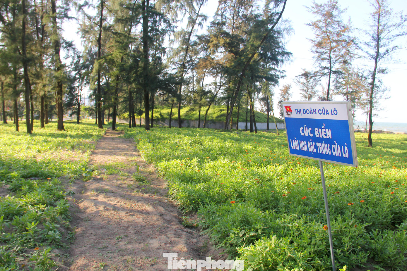 UBND thị xã Cửa Lò hiện đã cho triển khai xây dựng và thực hiện đề án “Bảo tồn, phát triển và quảng bá hoa cúc biển” giai đoạn 2022 - 2025 với mục tiêu xây dựng hoa cúc biển trở thành loài hoa đặc trưng và là một trong những biểu tượng của du lịch Cửa Lò.