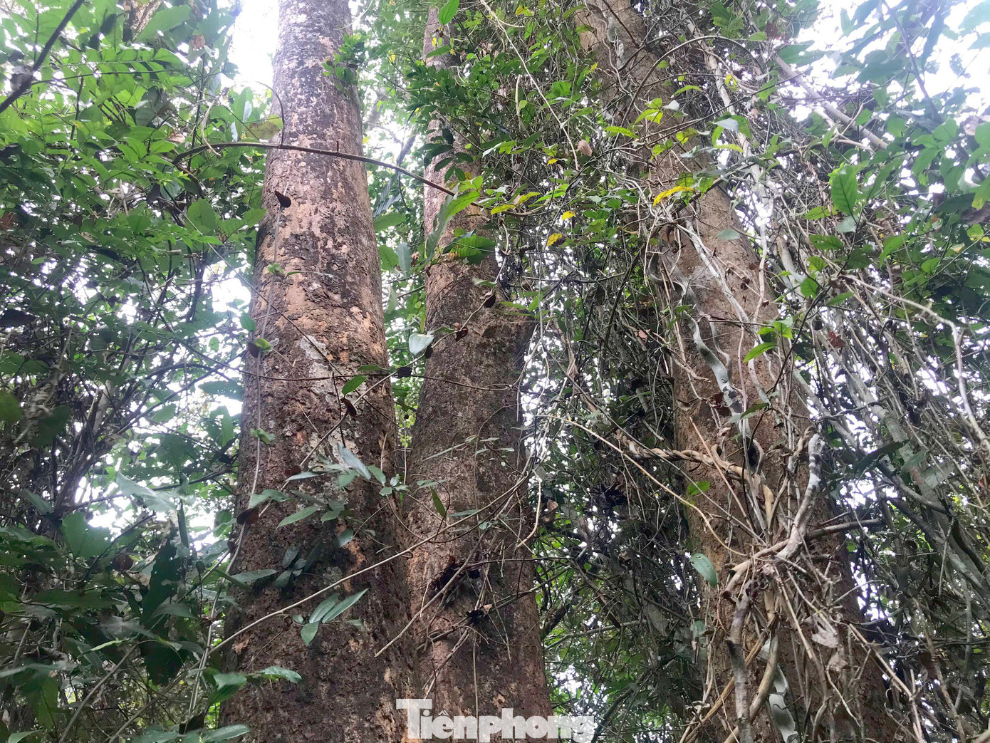 Những cây đinh hương nằm sâu bên trong các lối mòn có khá nhiều loại cây ký sinh, dây leo chằng chịt bám vào.