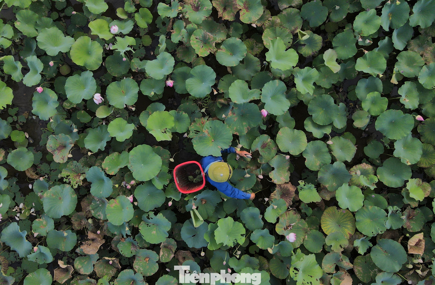 Tờ mờ sáng hoặc chiều muộn, người dân chuẩn bị đồ nghề và lội ruộng dưới những tán sen cao quá đầu người để thu hoạch.