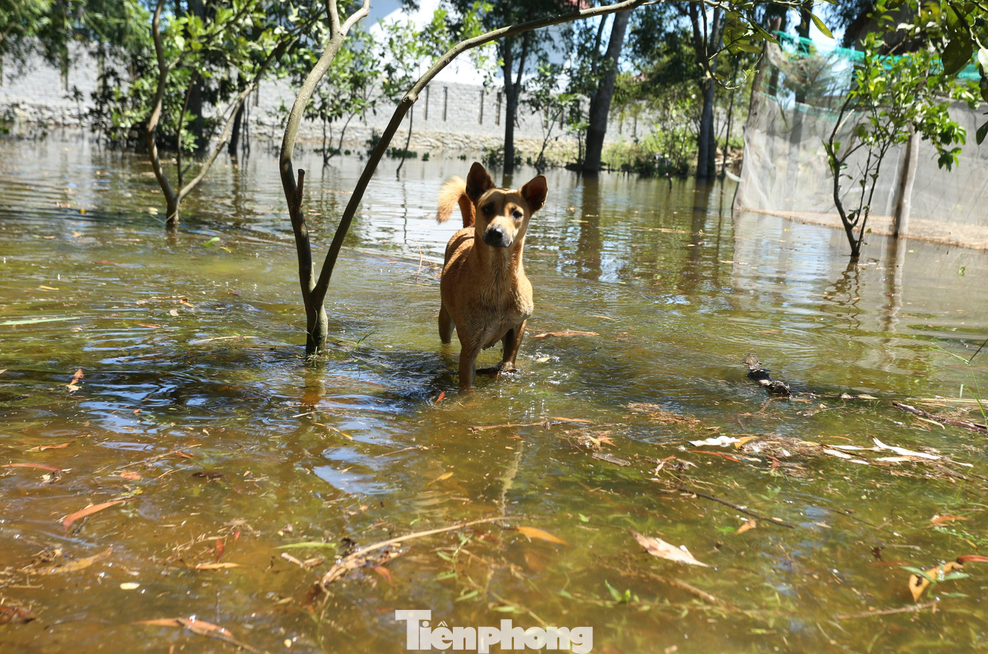 Nước ngập từ ngoài vườn đến trong nhà cuộc sống người dân đảo lộn. Họ mong chính quyền địa phương có phương án xử lý triệt sự cố để người dân yên tâm sinh sống.
