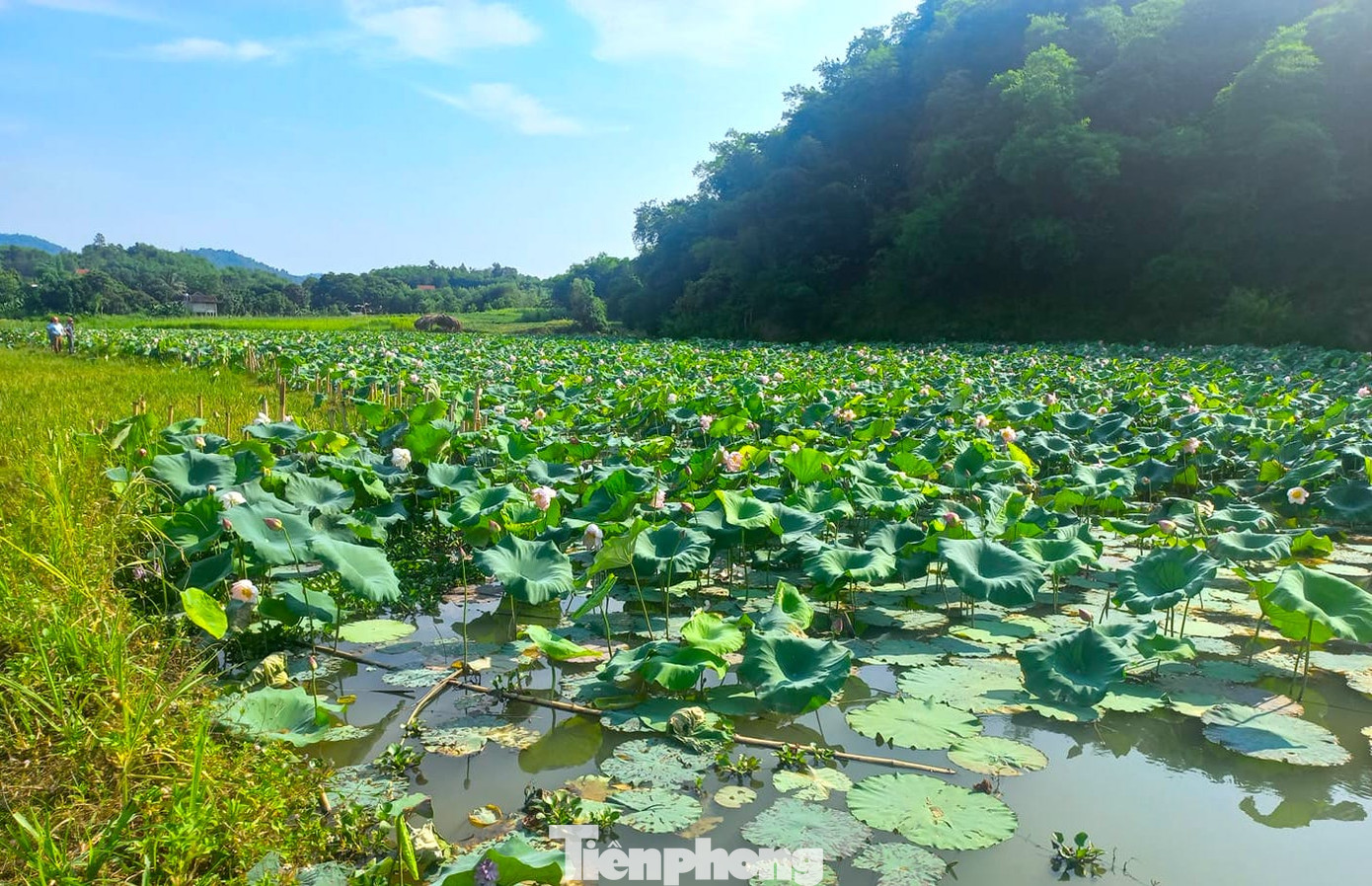 Những ngày qua, giới trẻ đang rủ nhau đến những đầm sen đẹp thơ mộng của các xã ở huyện Con Cuông (Nghệ An). Chị Lữ Thị Băng Châu - Bí thư Huyện Đoàn Con Cuông (Nghệ An) cho biết, các đoàn viên thanh niên kết hợp với các xã trồng sen trên đầm rồi tạo điểm check in. Trong đó, đầm sen của xã Cam Lâm, bản Chôm Lôm (xã Lạng Khê) được các đoàn viên trực tiếp trồng, chăm sóc.