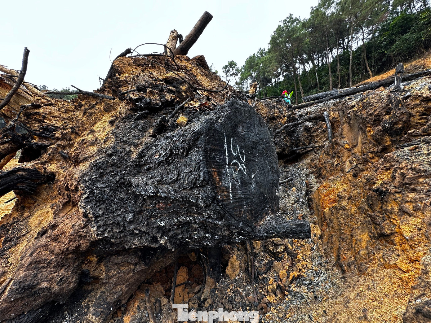 Nhiều gốc và cành cây bị đốt cháy nham nhở tại hiện trường. Nhiều gốc và cành cây bị đốt cháy nham nhở tại hiện trường.