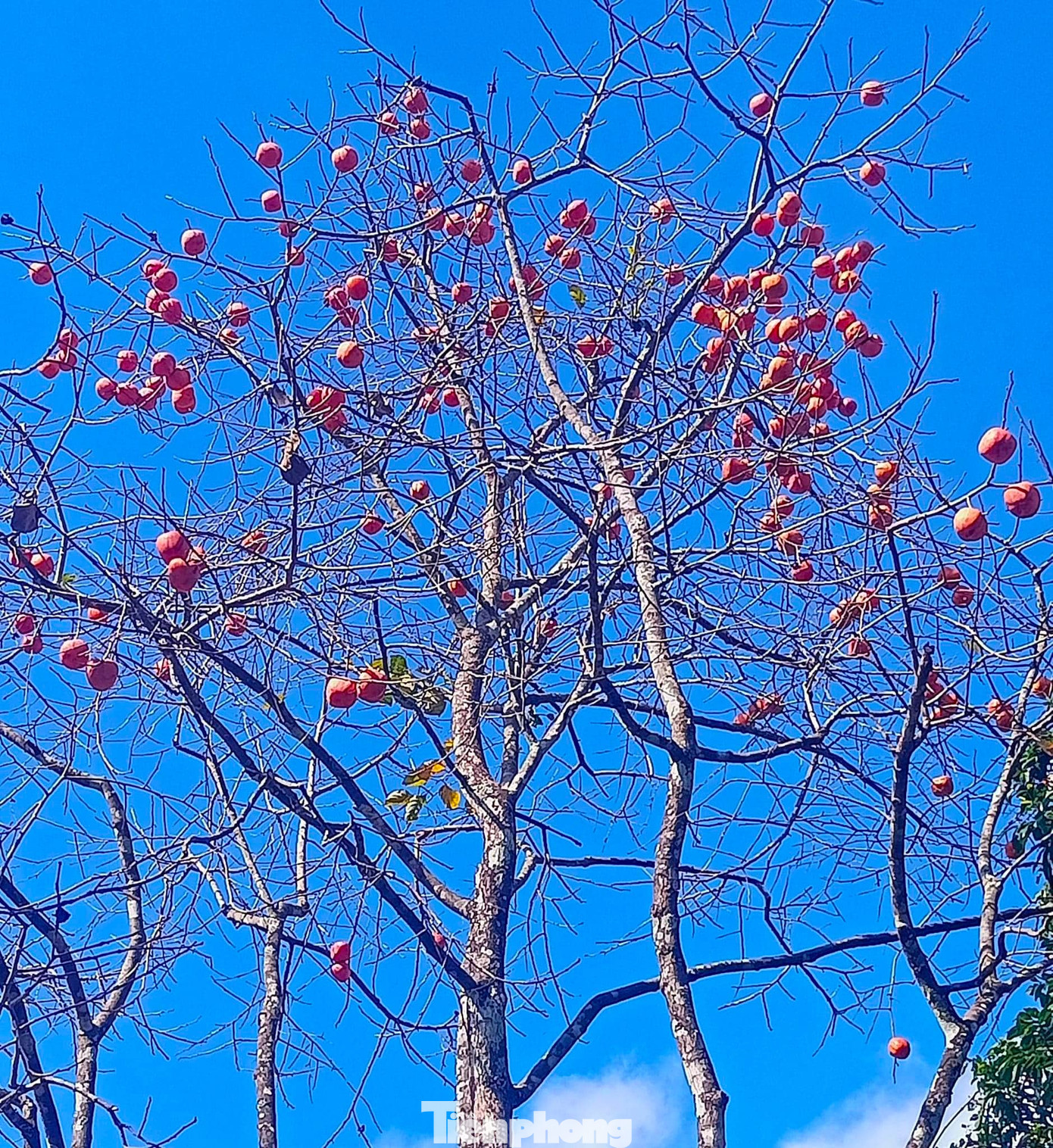 Những cây hồng sai trĩu quả khiến du khách mỗi khi đến vùng đất này mê đắm vẻ đẹp của loại quả này.